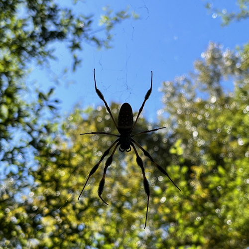 A cool spider I saw while hiking in North Florida.