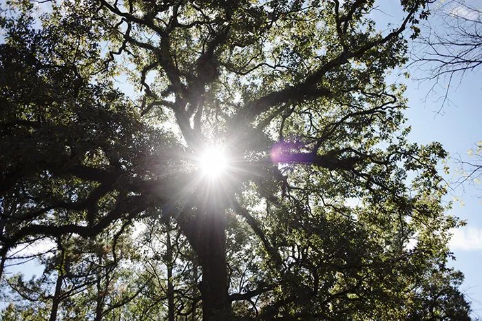 FSC Landowner Learning Exchange participants hike in Ashdown, Arkansas (file image). 