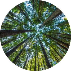 Procter & Gamble: Protecting Forests for Generations to Come