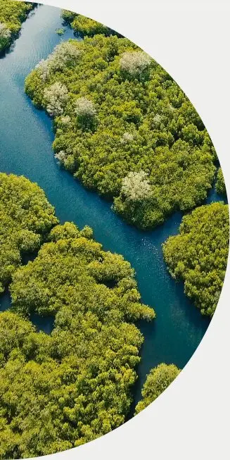 A river runs through a green forest