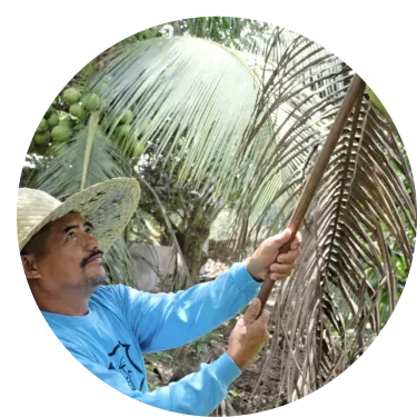 A man in a light blue shirt and tan sombrero is holding a stick and looking up. He is surrounded by large green leaves.  