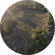 A lush green water basin