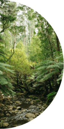 A stream runs through a green forest