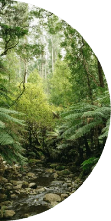 A stream runs through a green forest