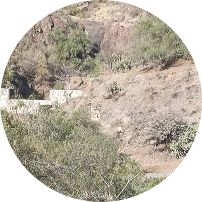 Native desert vegetation that includes trees and brush. A visible dam in the background.