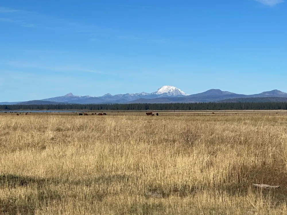 Landscape of an open field, full of straw colored grass and cows in the distance. Snow capped mountains lay in the background, against a bright blue sky.