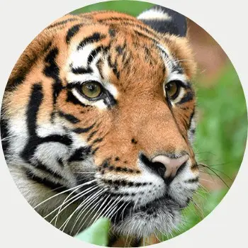 Tiger with forest background