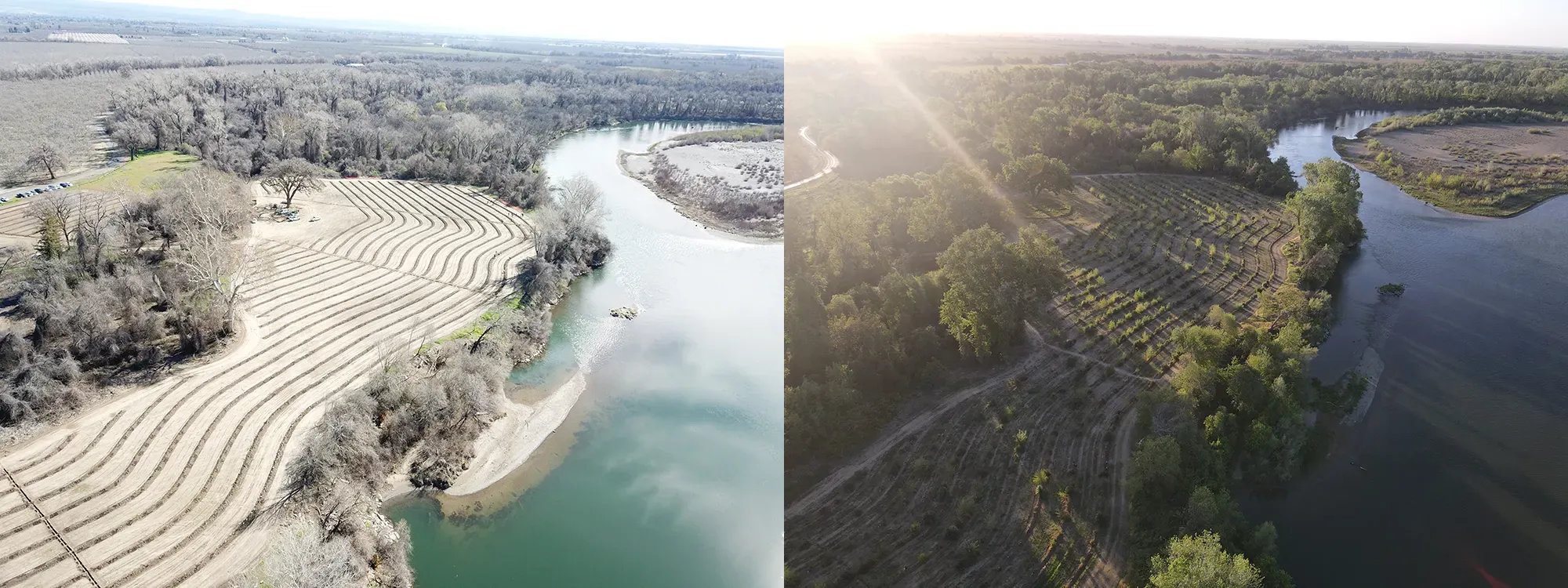 Side by side before/after riverbank. The before image shows a fairly bare riverbank on the left side of the photo but does should many rows of something freshly planted. In the after photo, those planted rows have grown into much more lush and green plants