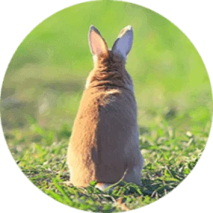 Our Commitment to #BeCrueltyFree