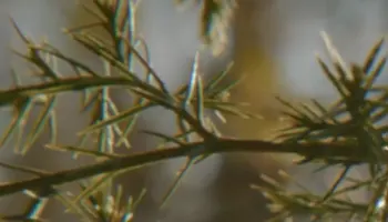 Sustainable Forestry