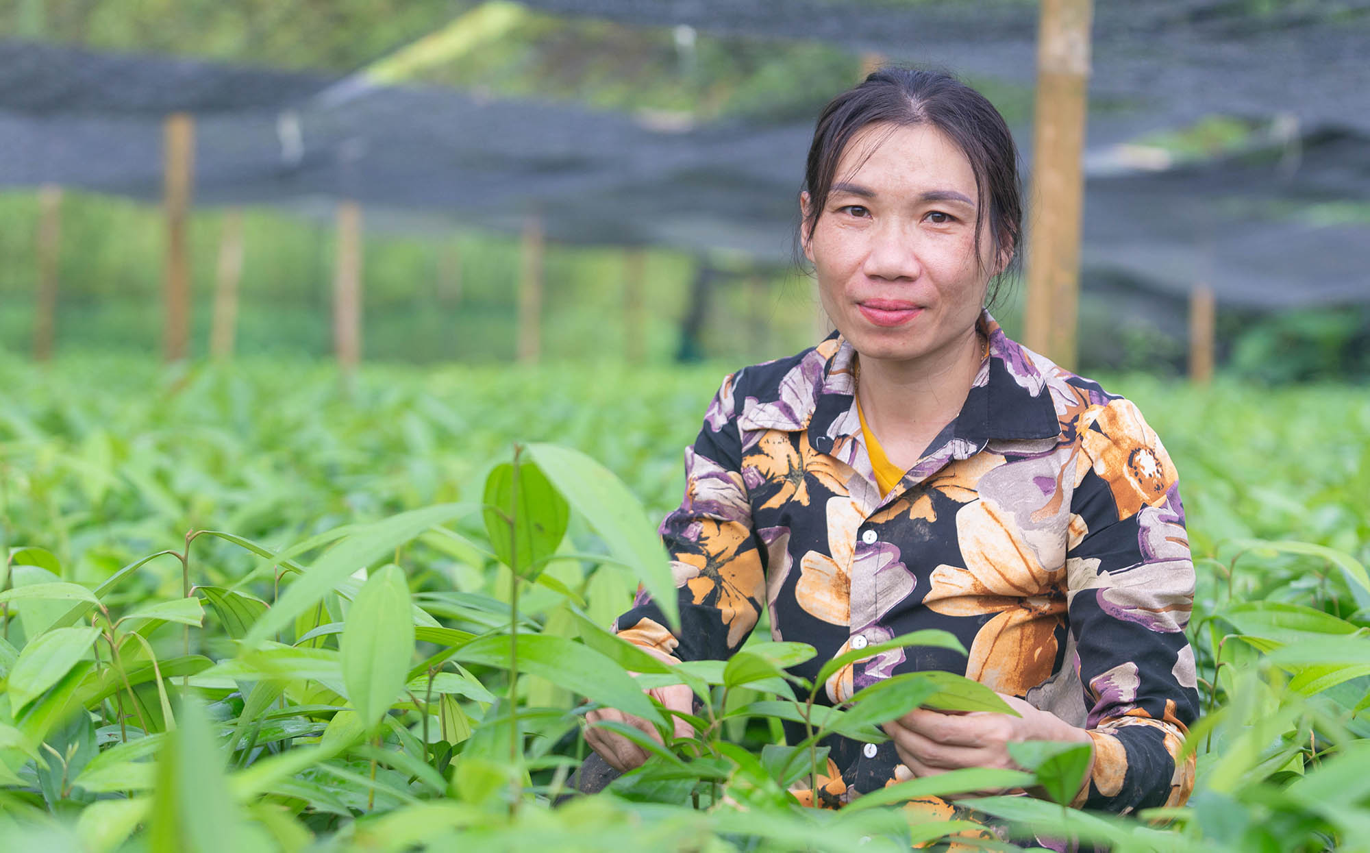 An Asian female with dark hair. She wears a patterned shirt and is standing in a field of large plants.