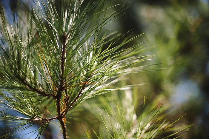 Picture of pine needles from a tree in the Ashdown, Arkansas forest (file image).