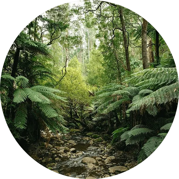 Picture of an jungle