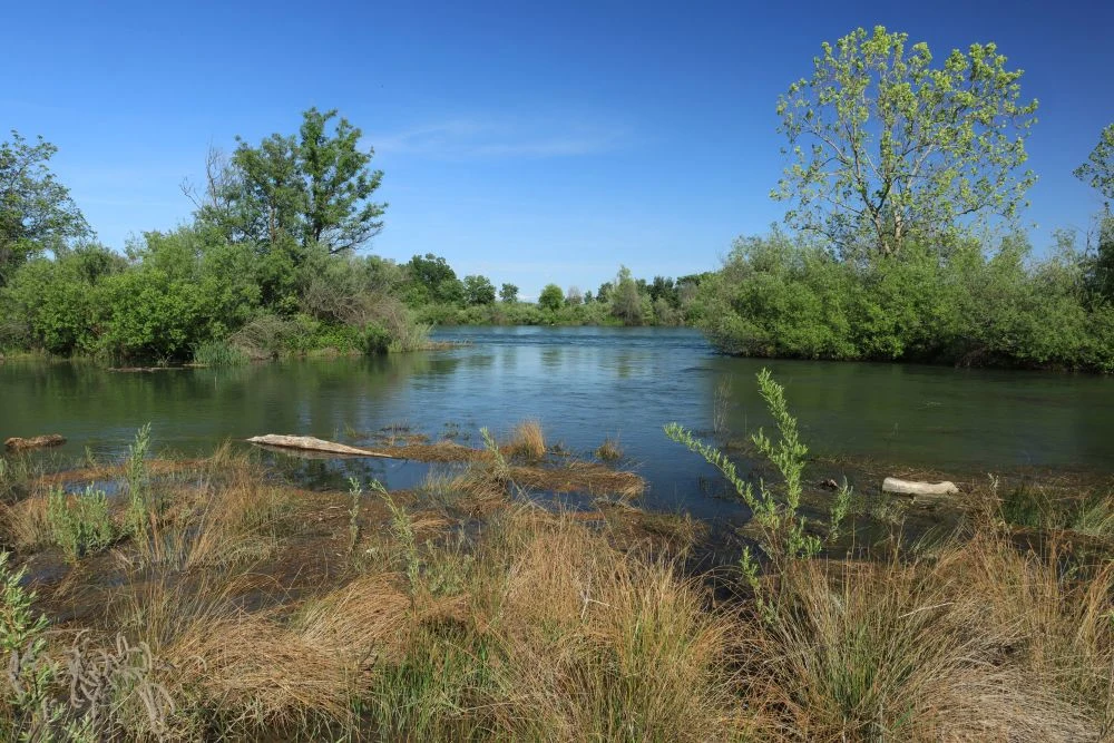 A river basin features green and dry brush in the foreground, with water flowing across the image and into the background. Additional trees and brush line the water in the background, against a bright blue sky.