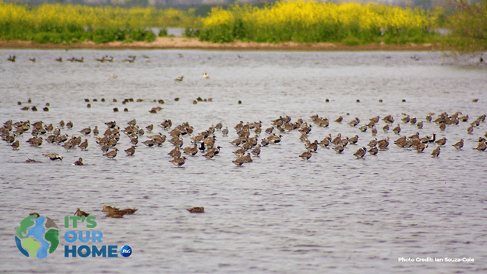 Sacramento river basin flock of birds