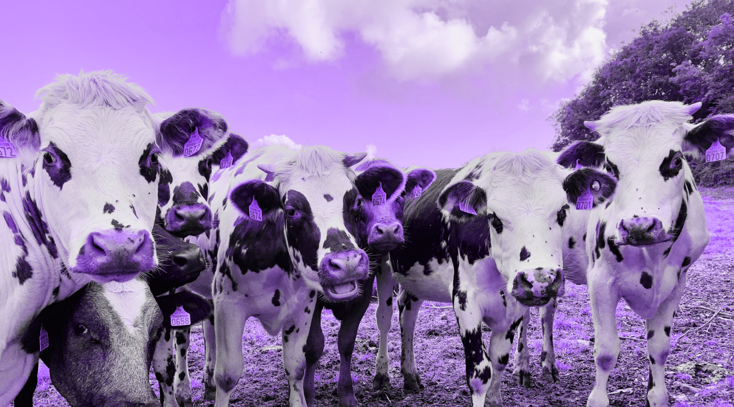 A photograph of purple cows.