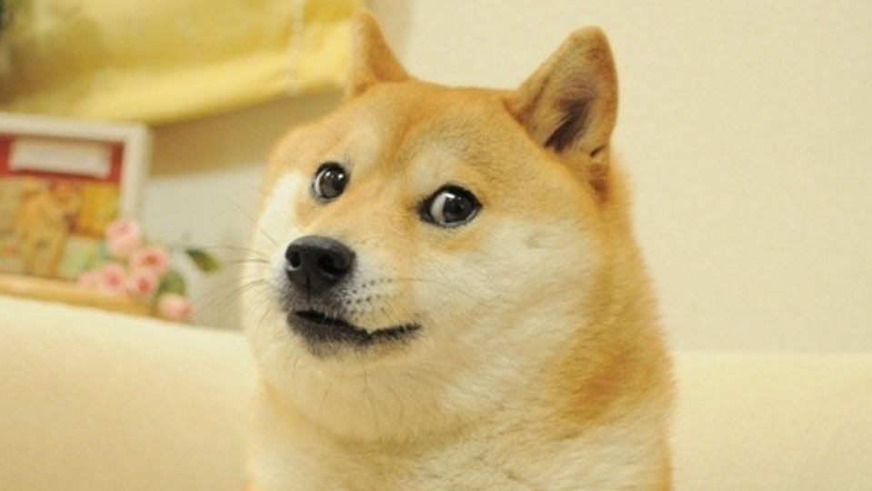 An image of a Shiba Inu dog that create the Doge meme.