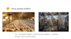 chickens