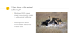 wild animal suffering