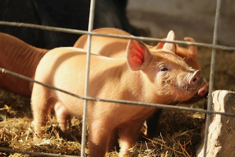 Animal welfare