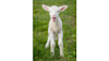 lamb