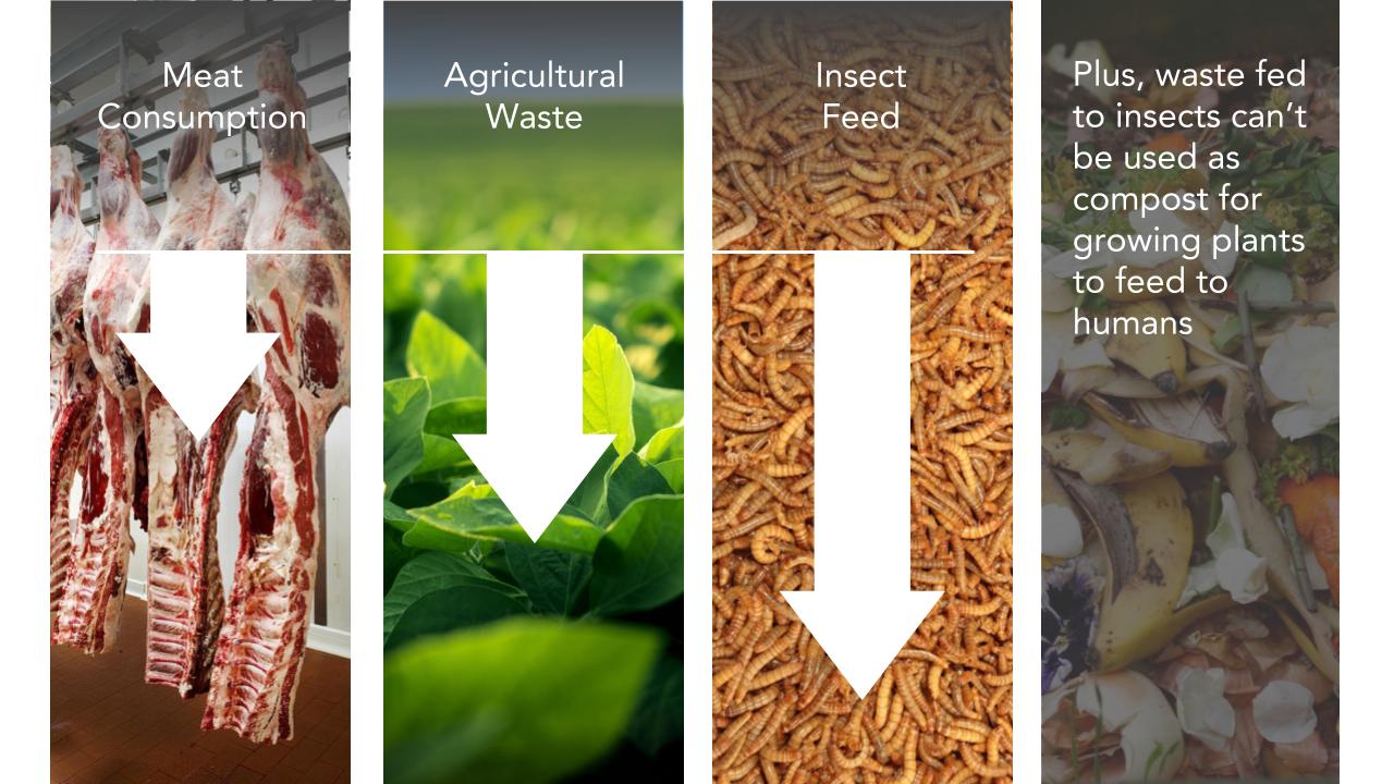 How insects could feed the food industry of tomorrow