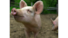 pig