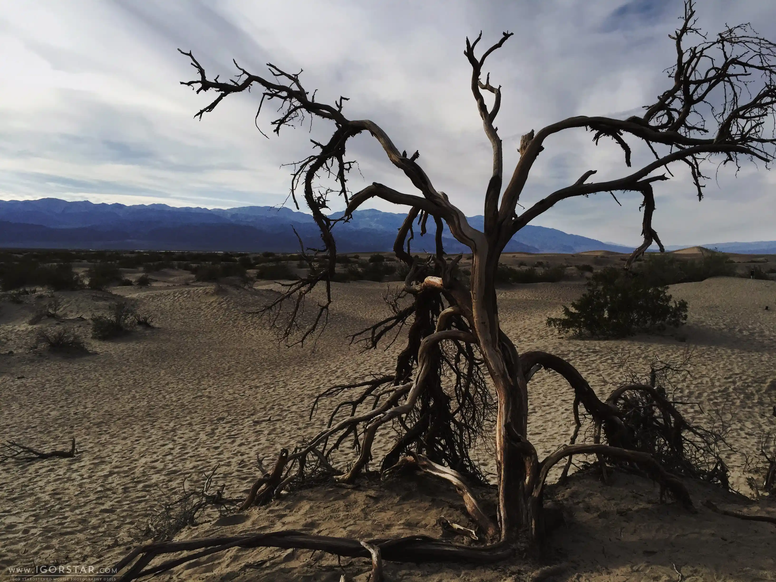the-bloom-of-desert-13