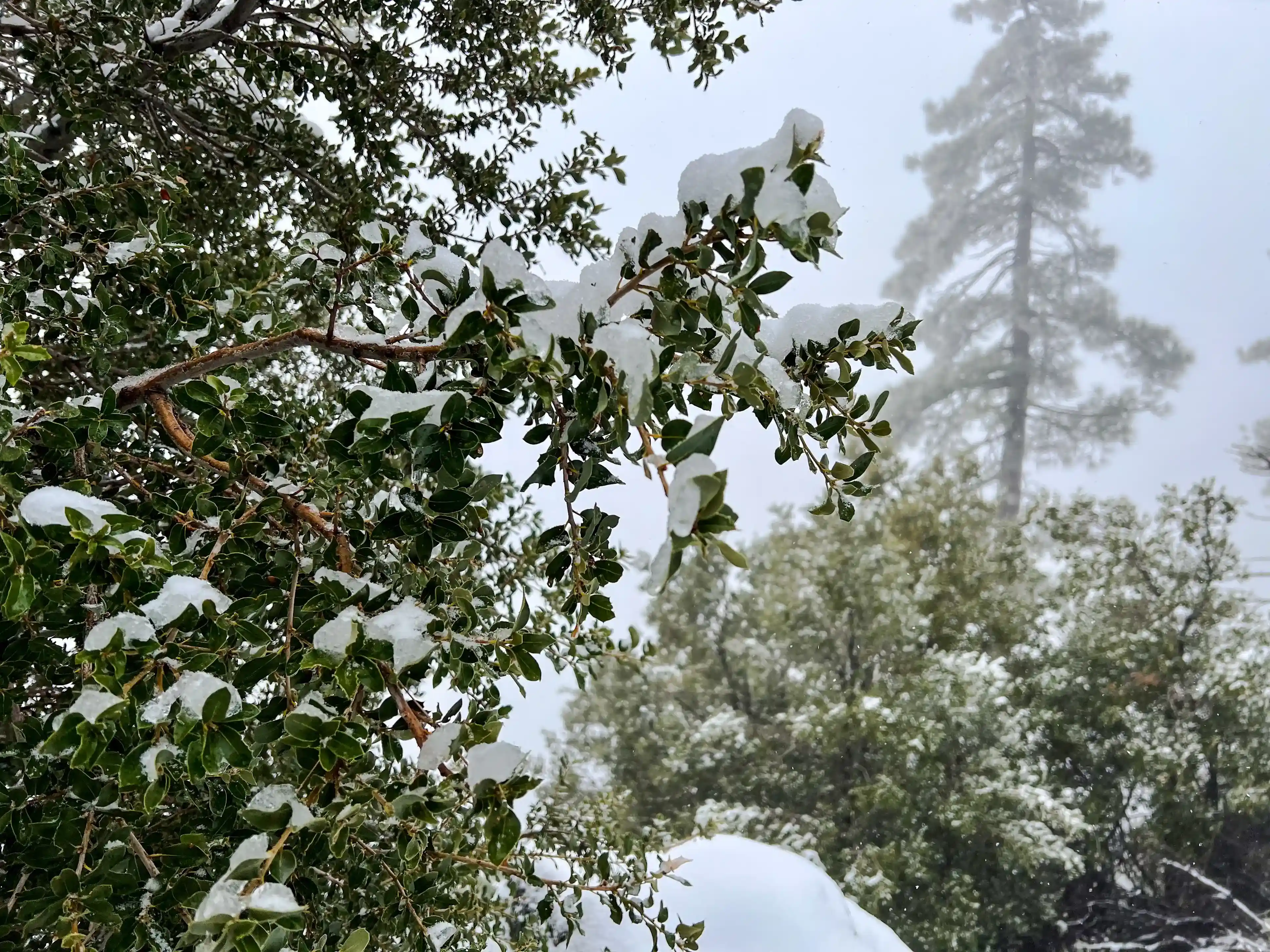 San Antonio Falls - green leaves in snow
