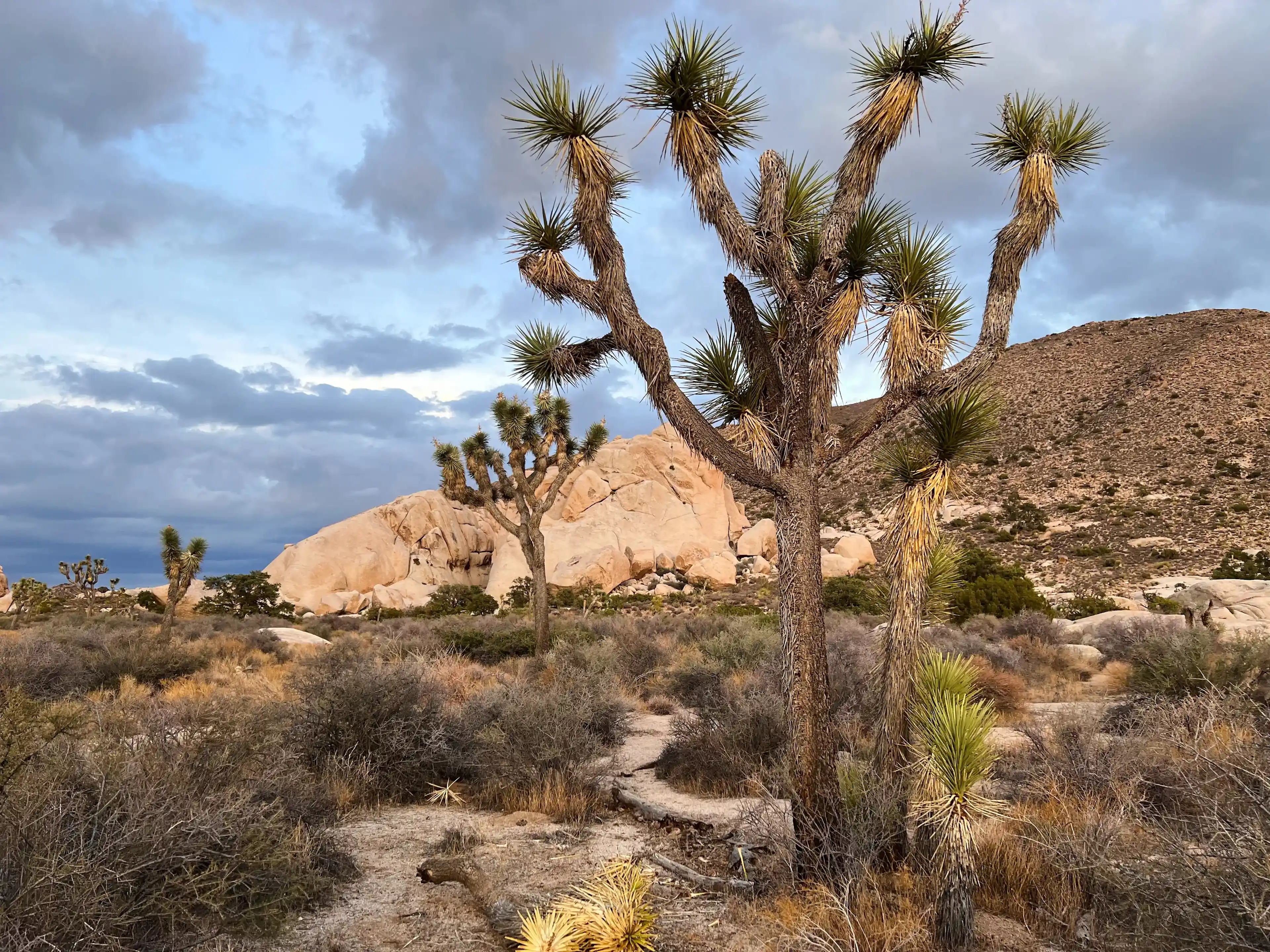 cloudy-day-at-joshua-tree-10