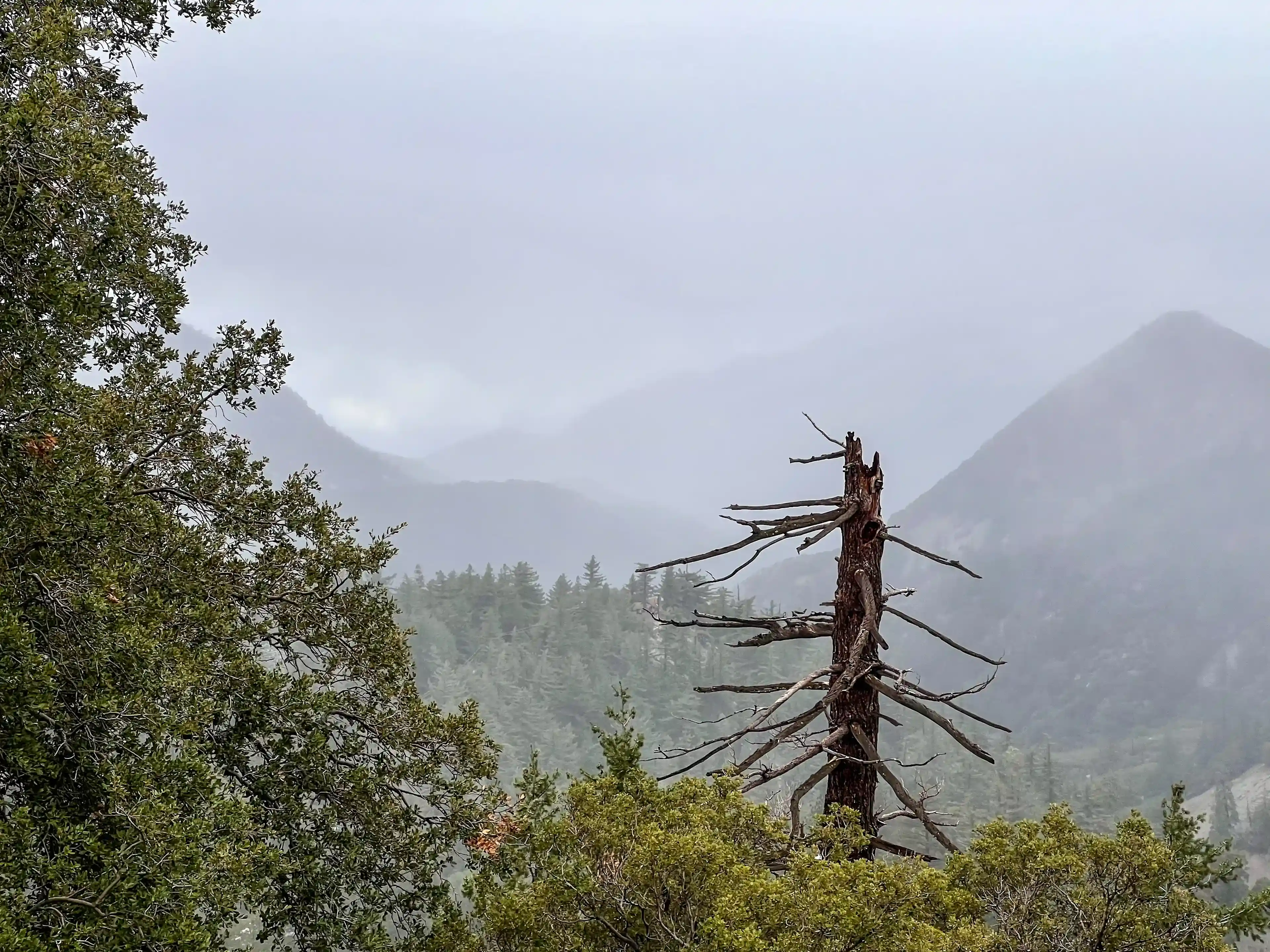 San Antonio Falls - dead tree