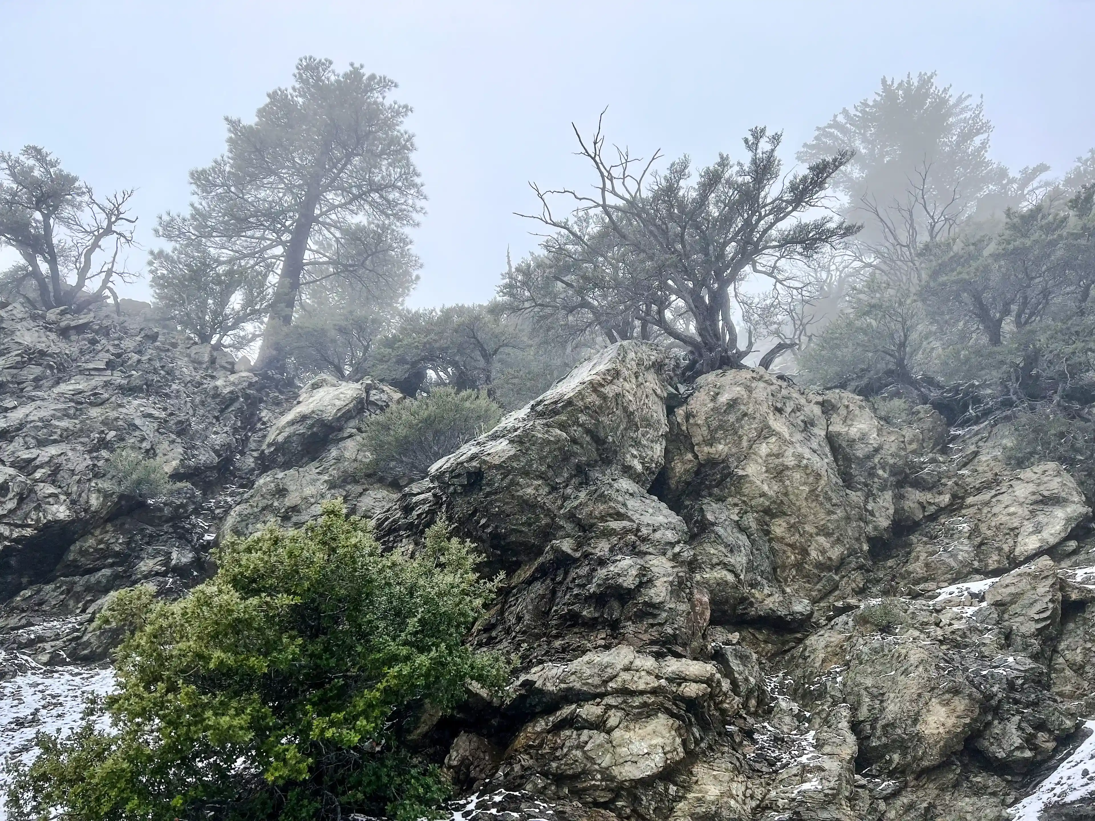 San Antonio Falls - trees growing from the rocks