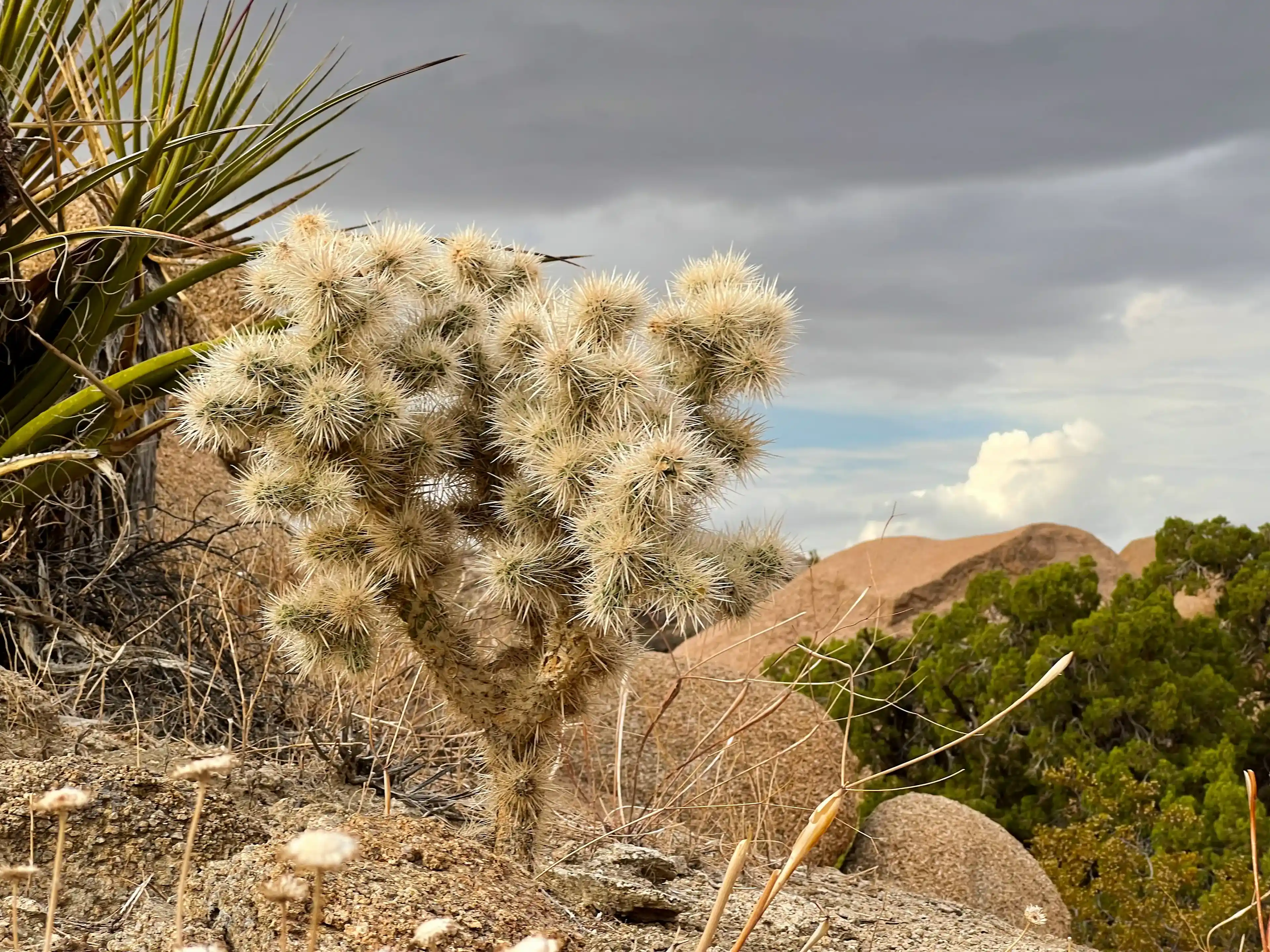 cloudy-day-at-joshua-tree-06