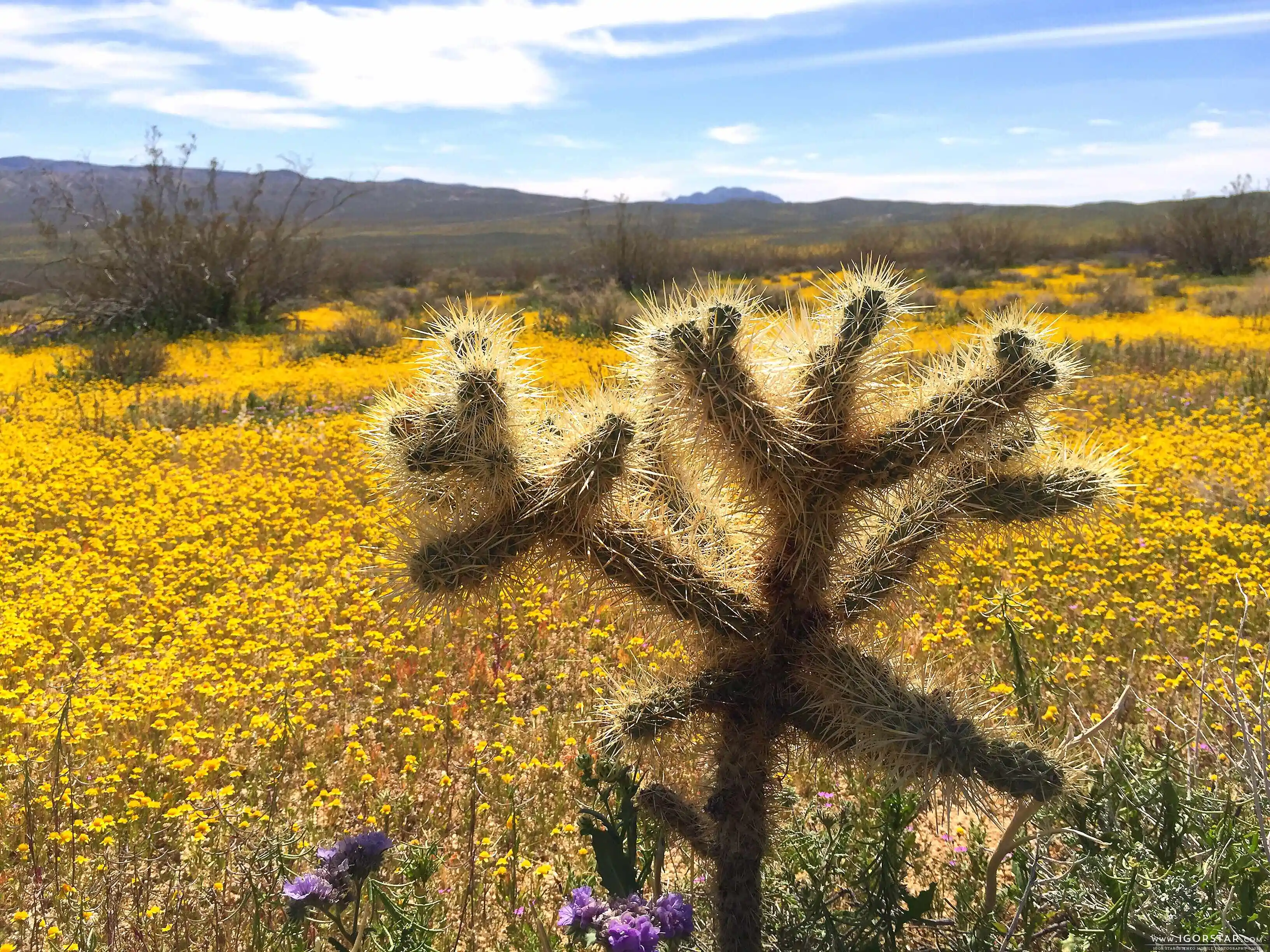the-bloom-of-desert-04