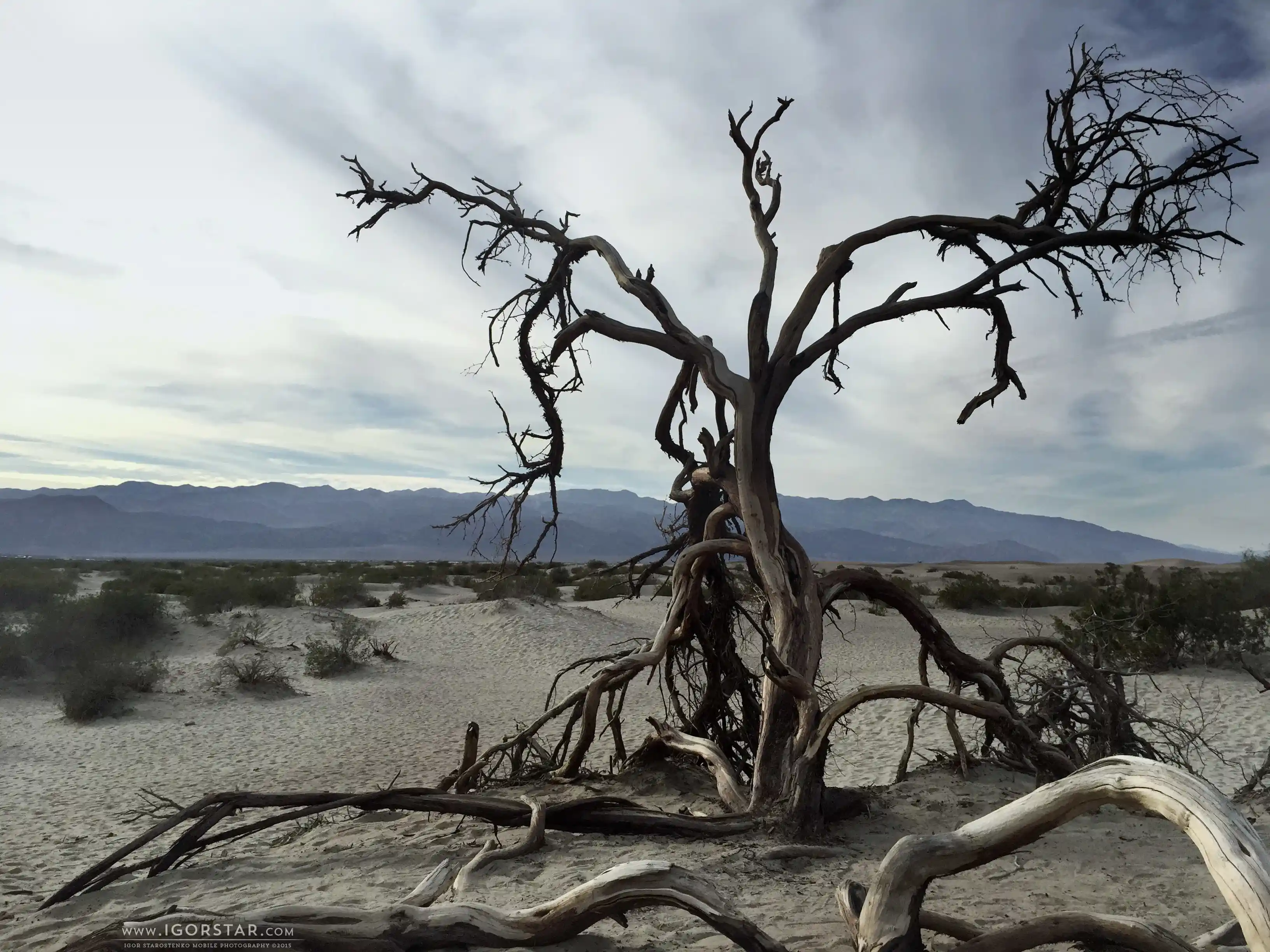 the-bloom-of-desert-12