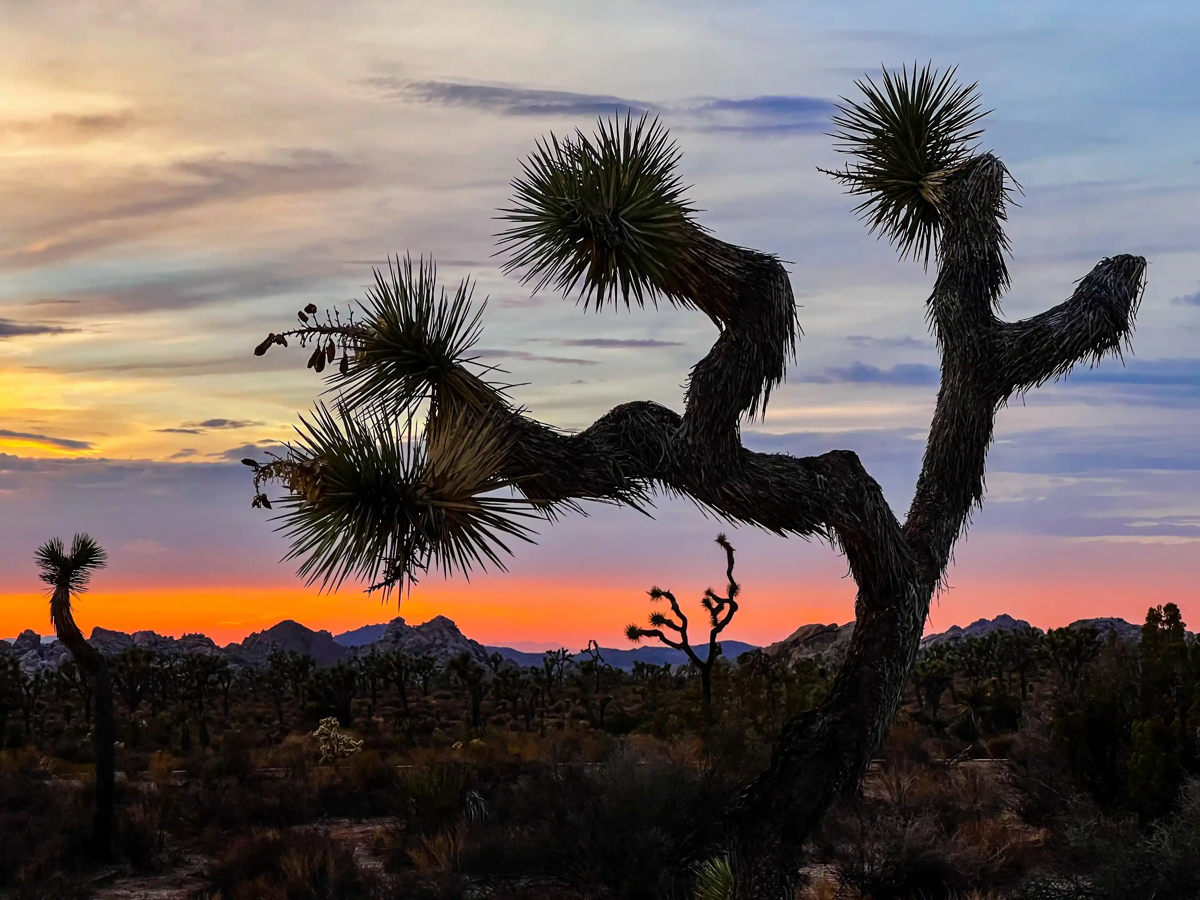 cloudy-day-at-joshua-tree-11