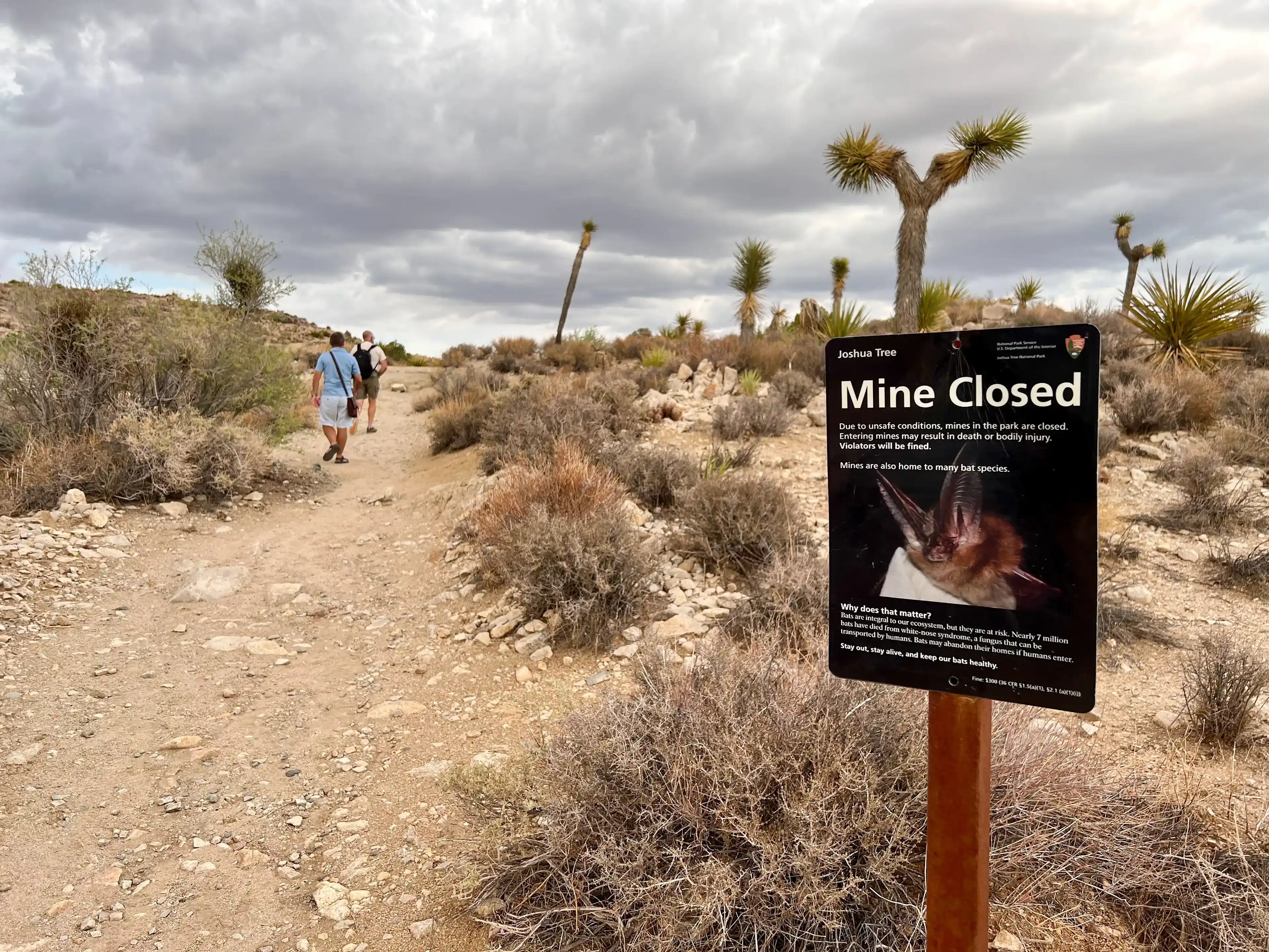 cloudy-day-at-joshua-tree-08
