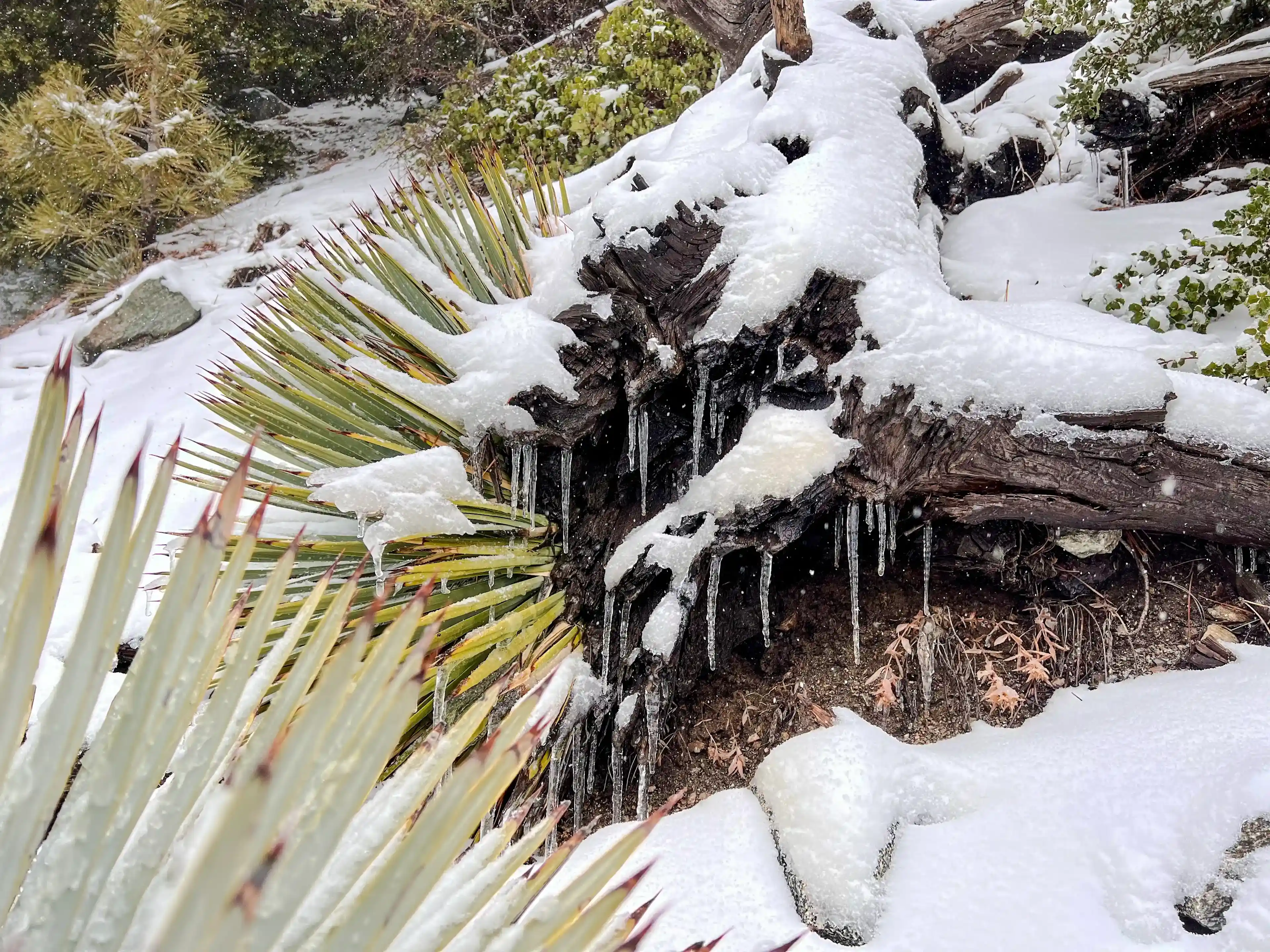 San Antonio Falls - yuccas in snow and icicles