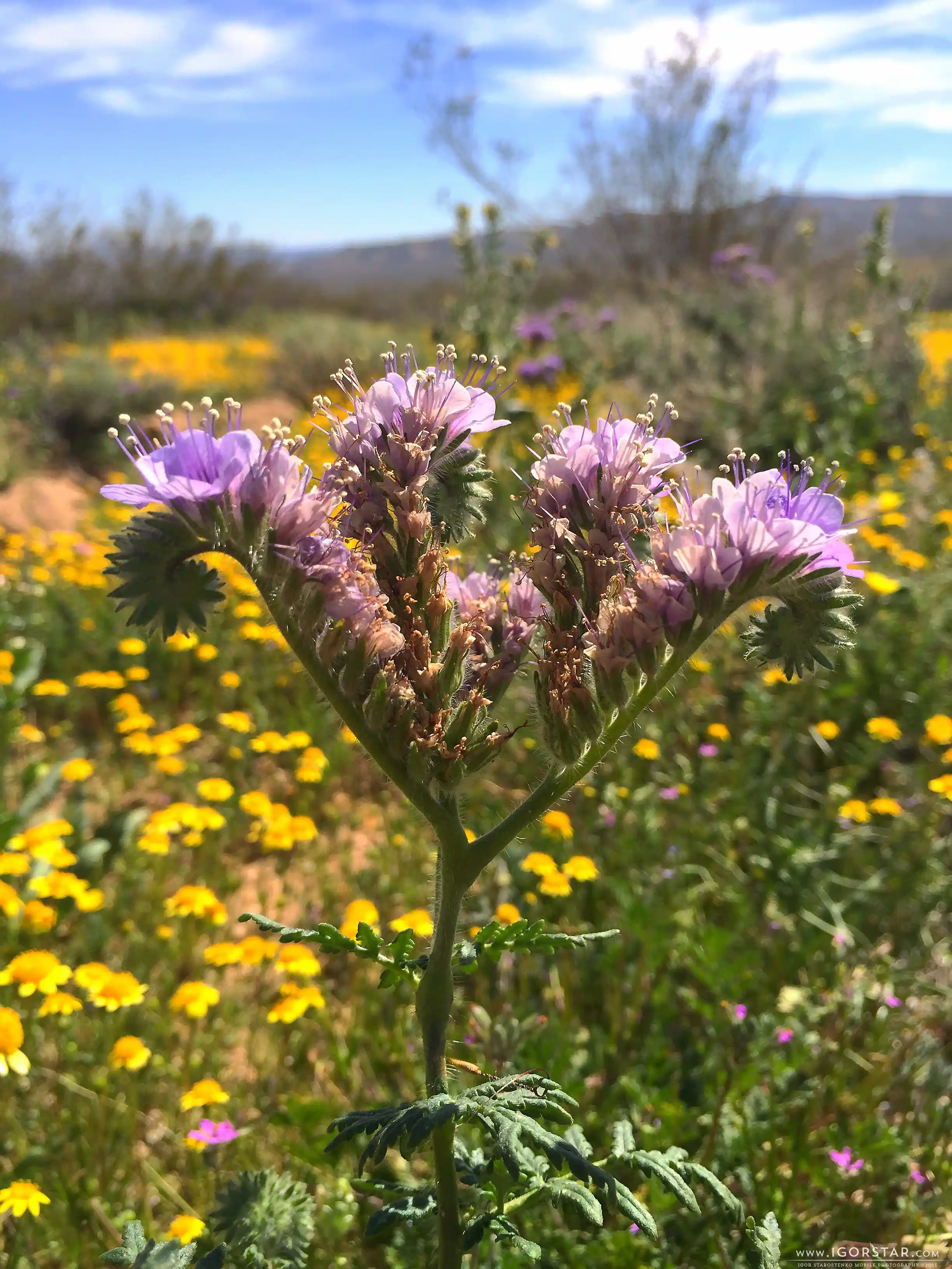 the-bloom-of-desert-05