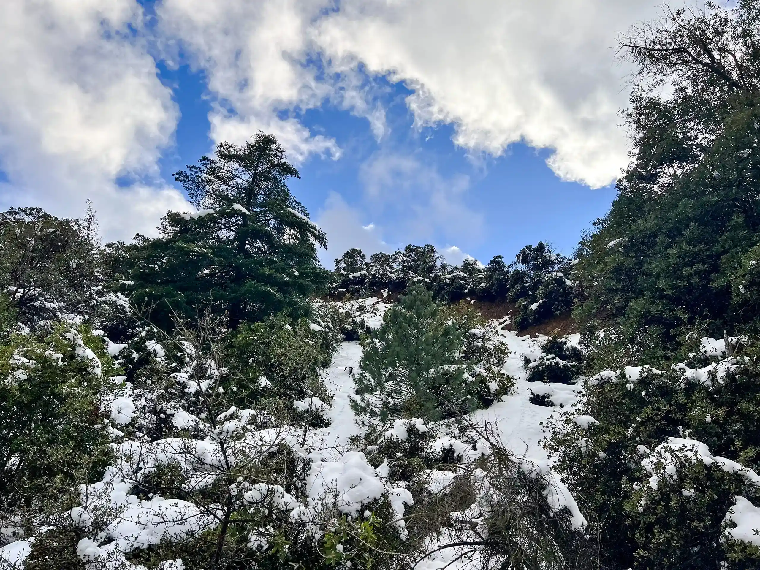 trees covered in snow