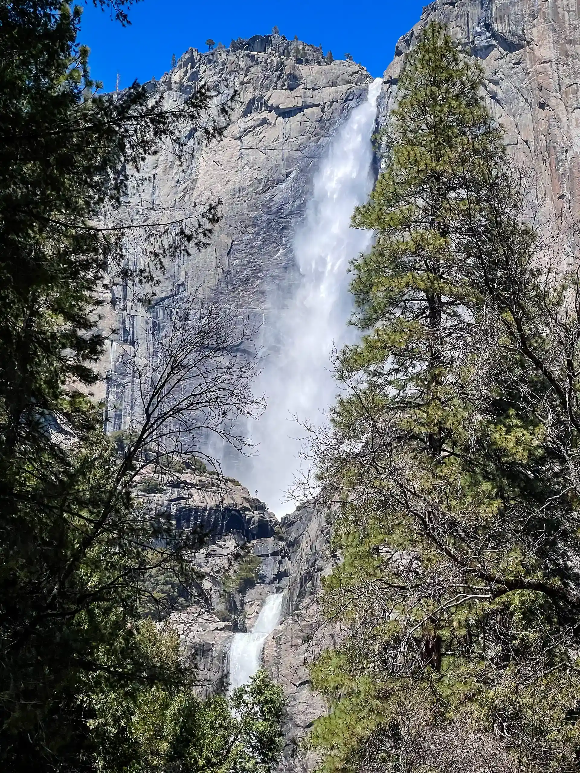 Yosemite Falls among the pines