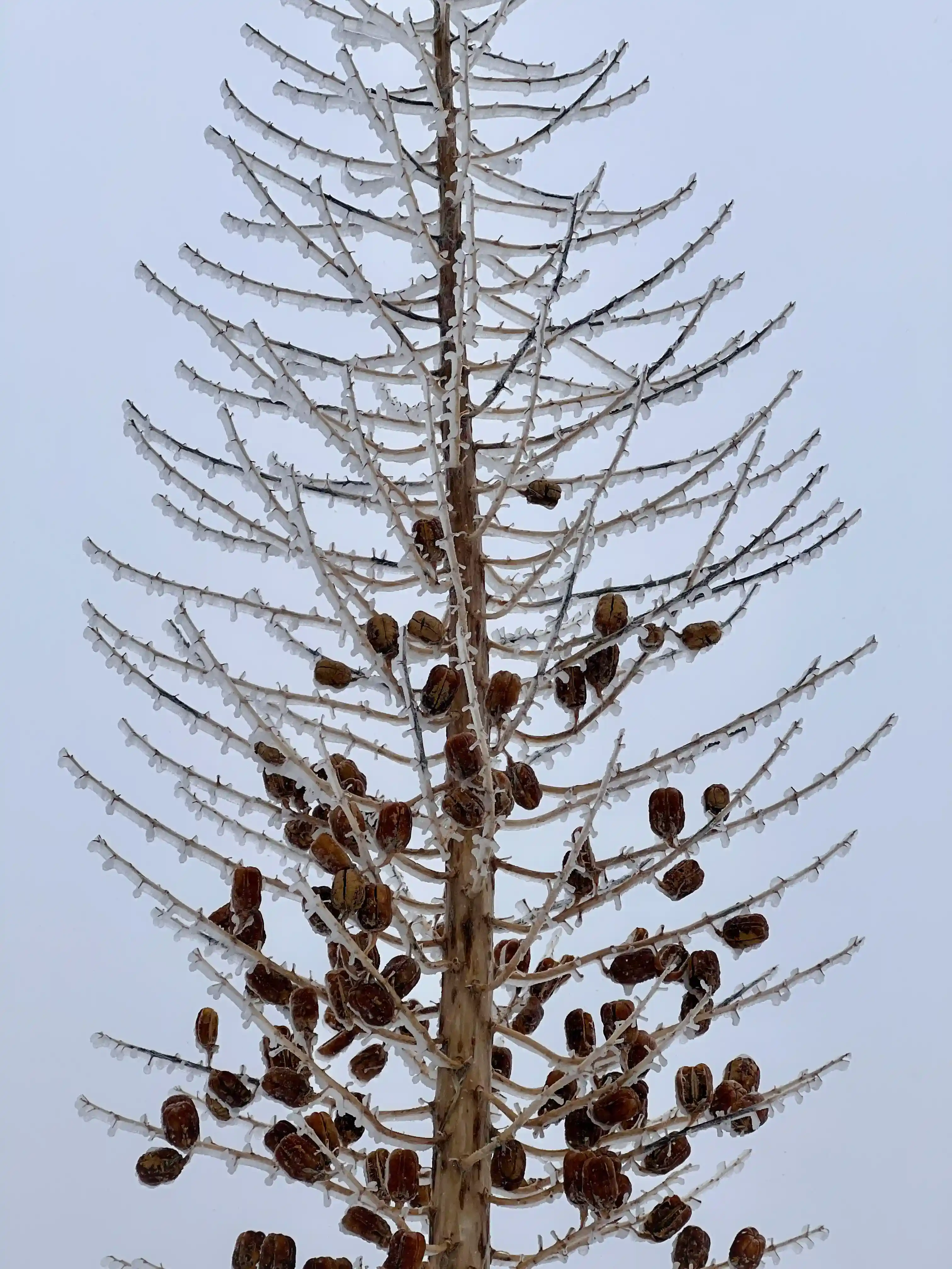 San Antonio Falls - icy branches
