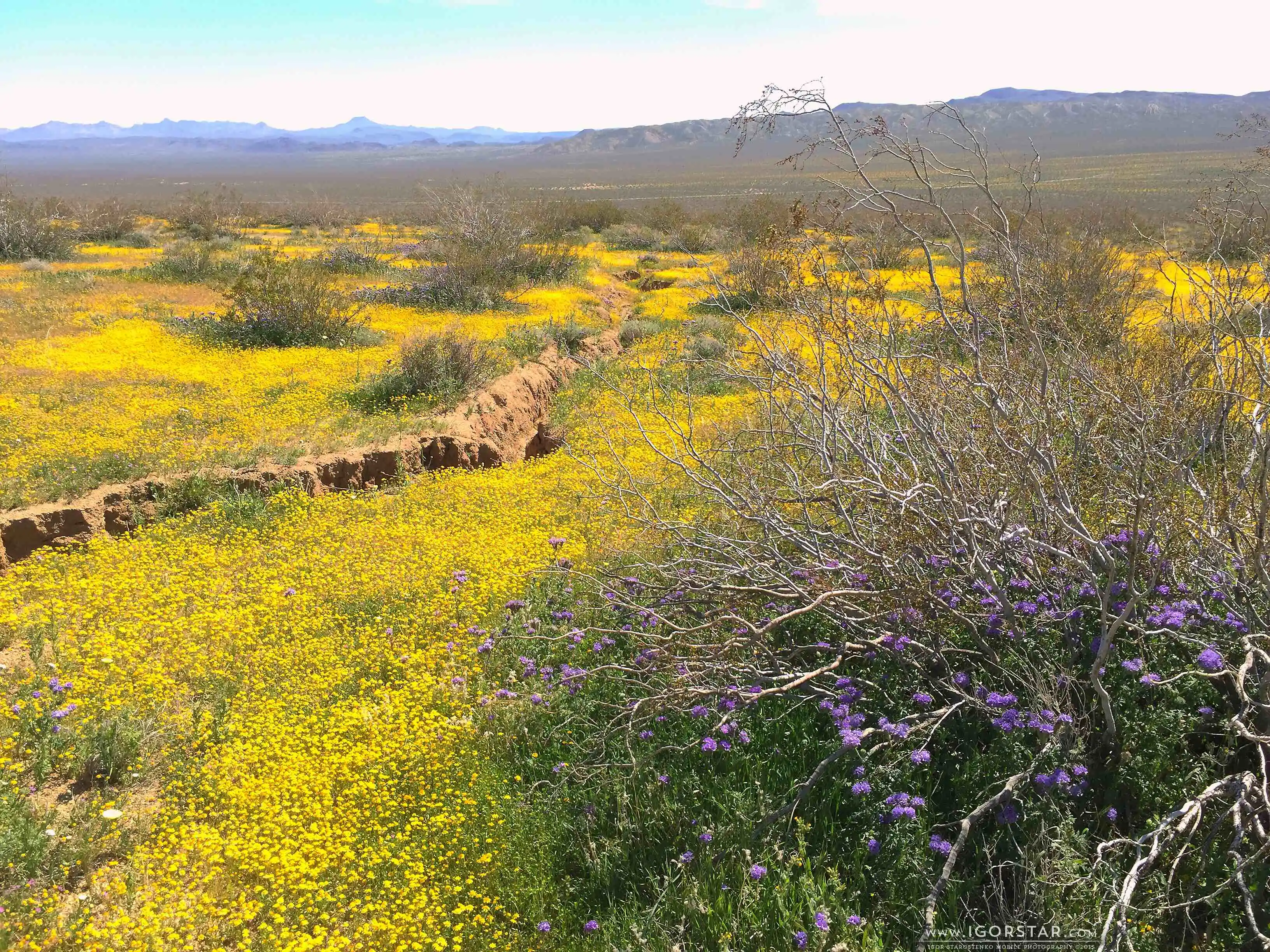the-bloom-of-desert-06