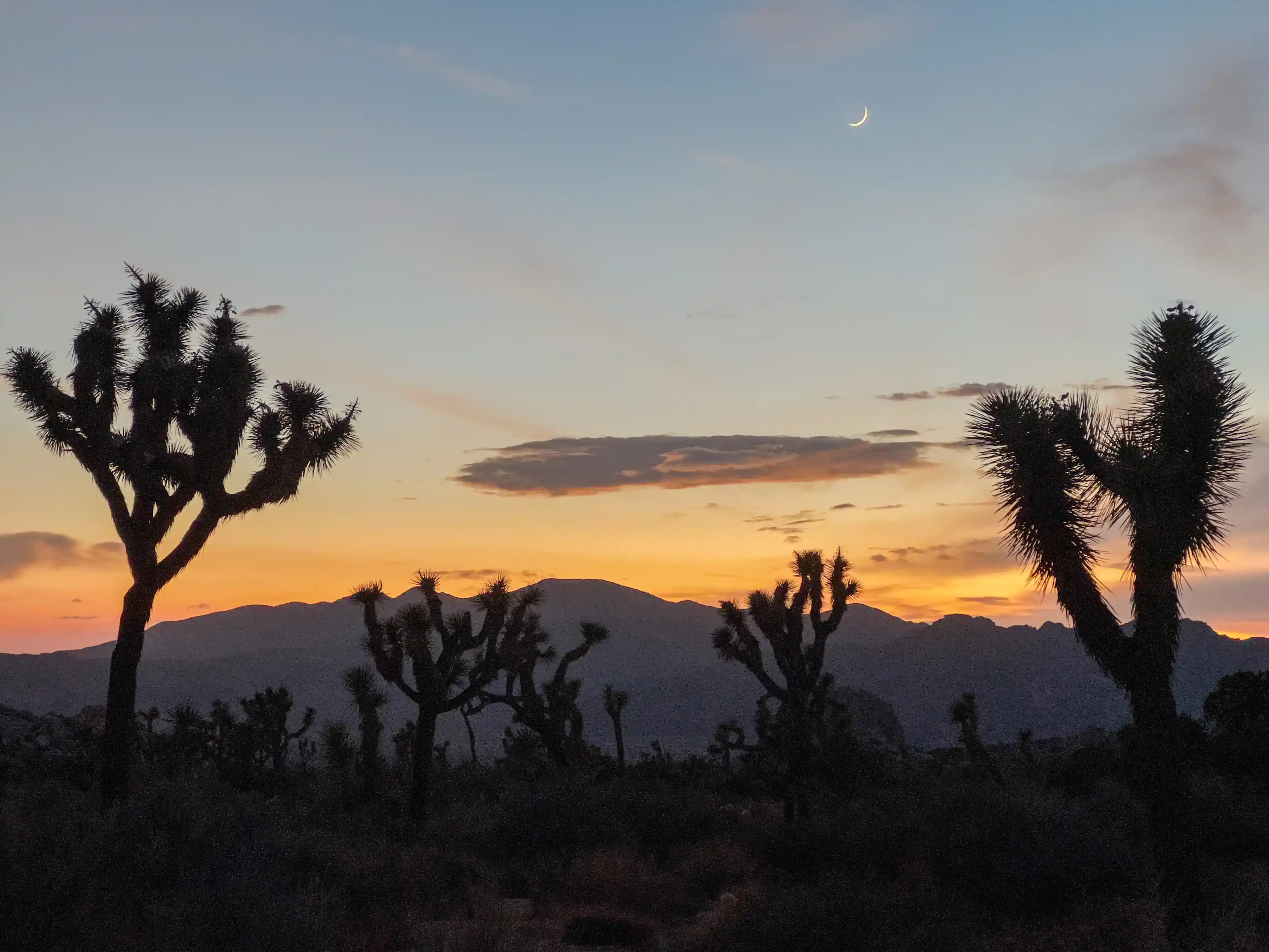 cloudy-day-at-joshua-tree-12