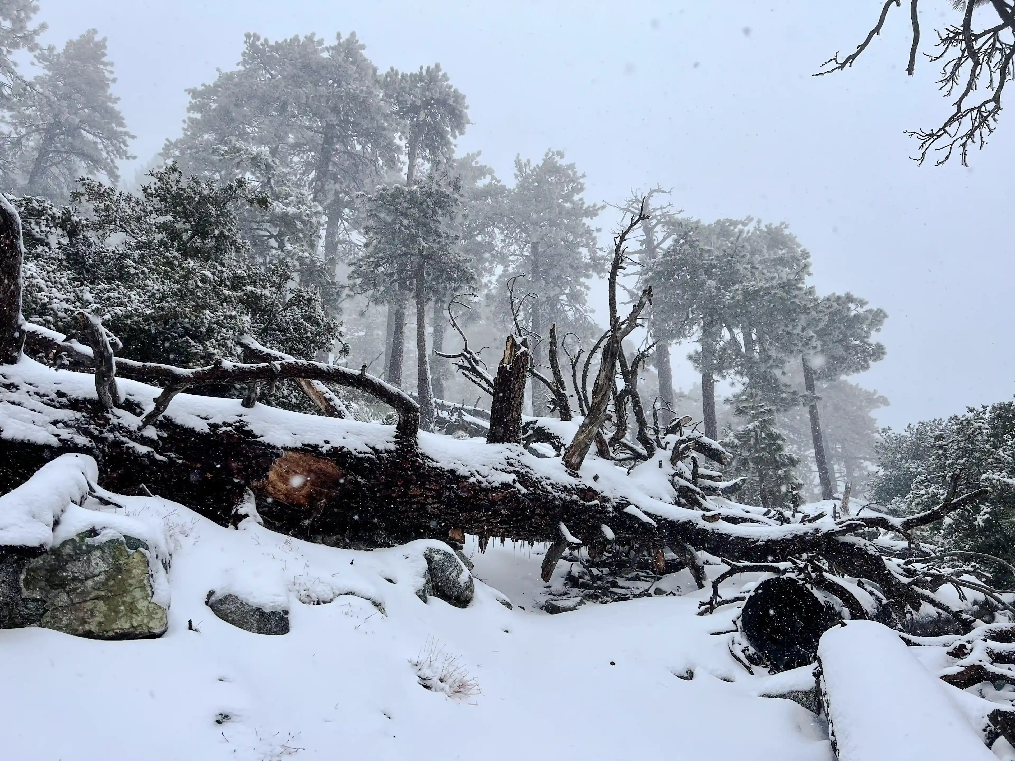 San Antonio Falls - fallen tree