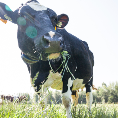 Vaches aux paturages