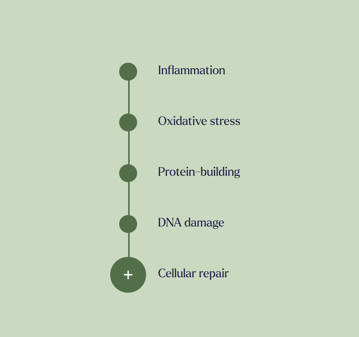 Cellular Repair