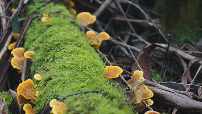 Tasmania