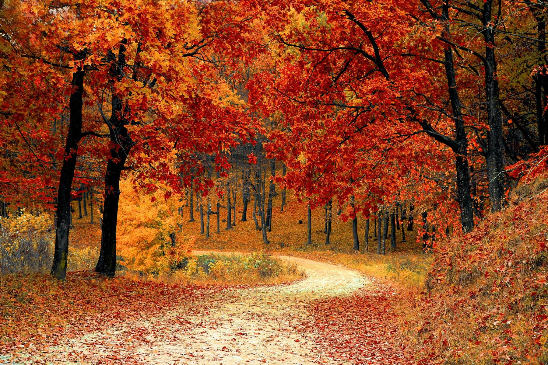 A winding path leads through a forest ablaze with vibrant autumn colors, as red and orange leaves create a fiery canopy overhead.