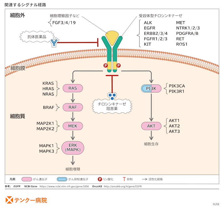 egfr pathway